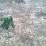 papaya tree - Grown using rainwater storage tank water. 26102011308 150x150 Water management, Ground water recharge, rainwater harvesting Green Nature.