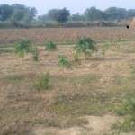 Trees which grown using rain water in farm. Papaya , Lemon, Pomegranate fruit plants in farm. 26102011310 150x150 Water management, Ground water recharge, rainwater harvesting Green Nature.