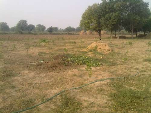 Overview of farm trees Grown using Rain water harvesting system