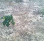 papaya tree - Grown using rainwater storage tank water.