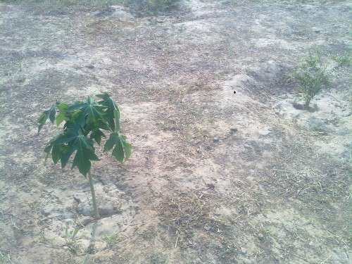 papaya tree - Grown using rainwater storage tank water.