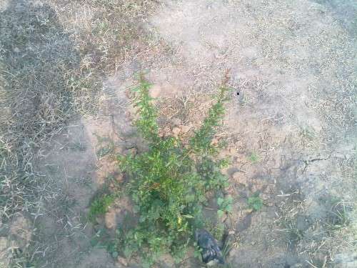 Pomegranate tree - Grown using rainwater storage tank water.