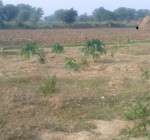 Trees which grown using rain water in farm. Papaya , Lemon, Pomegranate fruit plants in farm.