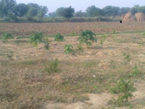 Trees which grown using rain water in farm. Papaya , Lemon, Pomegranate fruit plants in farm.